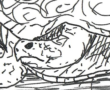 Post thumbnail, showing the head of a turtle.